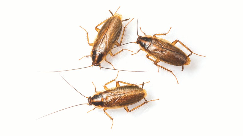 Cockroaches